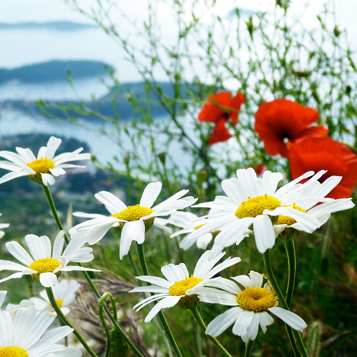 Dalmatian wildflowers