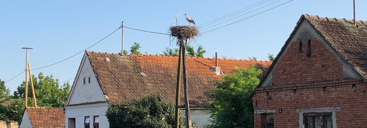 Storks in Slavonija