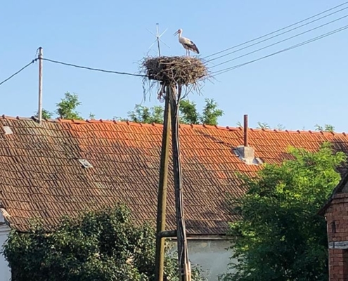 Storks in Slavonija